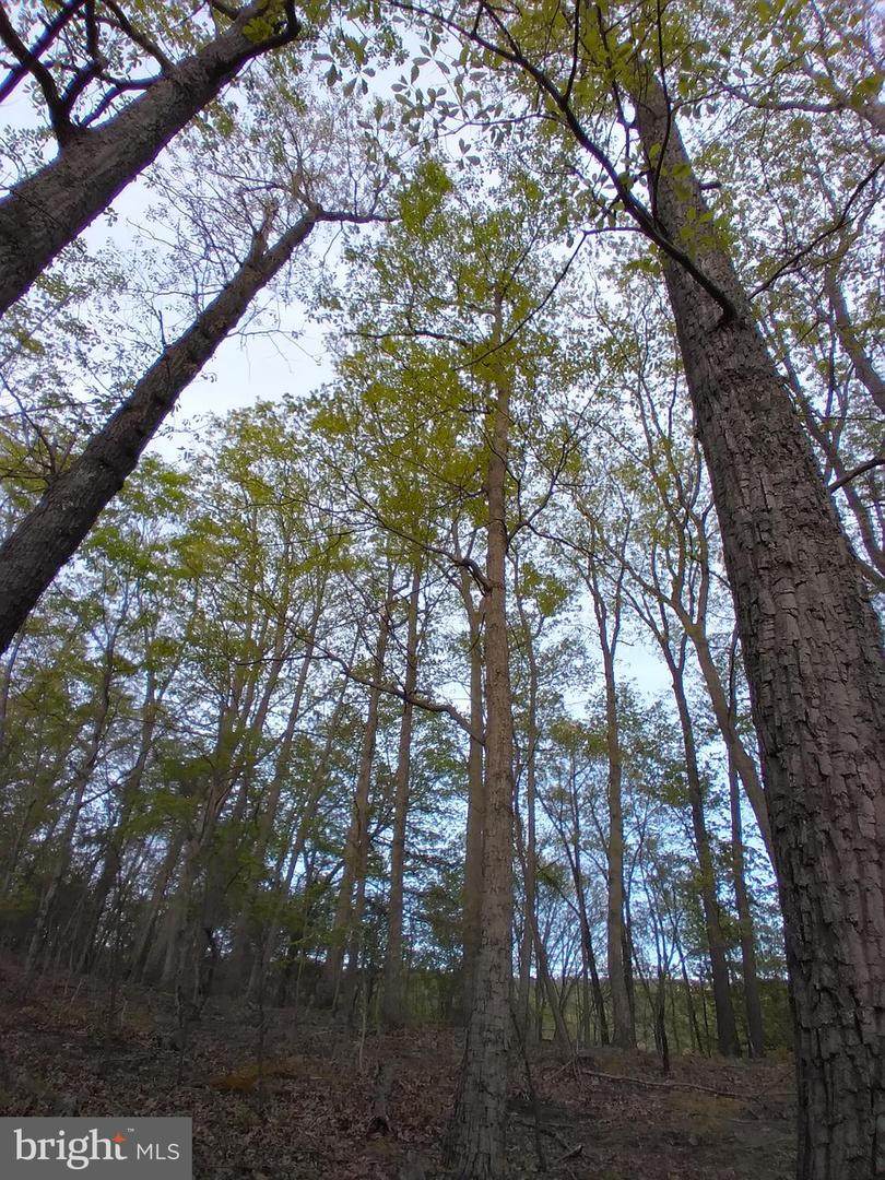 Lot 25 Vixen Lane - Photo 1