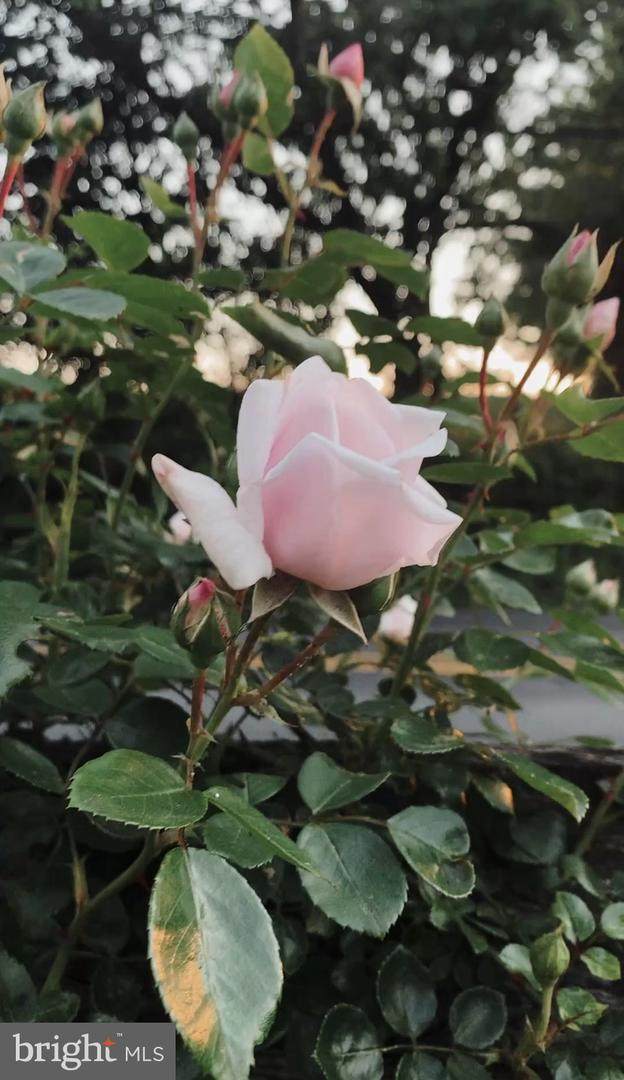 https://bt-photos.global.ssl.fastly.net/brightmls/orig_boomver_2_805154526260-2.jpg