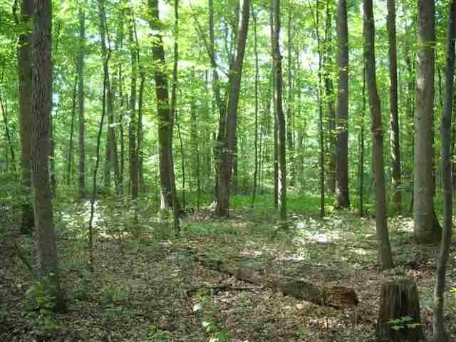 Lot 2 Old Mount Gretna Road - Photo 1