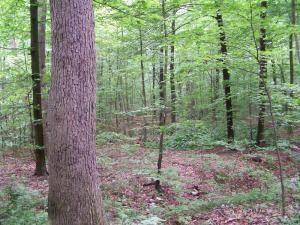 00 Fox Road - Photo 1