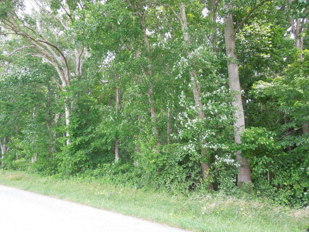 0 Saint Martins Neck Road - Photo 1