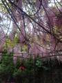 7566 Dunsmuir Street - Photo 38