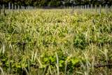 10925 248 Street - Photo 1
