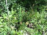 Lot #20 Wapiti River Sw-21-69-10-W6 - Photo 10