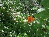 Lot #11 Wapiti River Sw-21-69-10-W6 - Photo 12