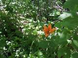 Wapiti River Sw-21-69-10-W6 - Photo 11