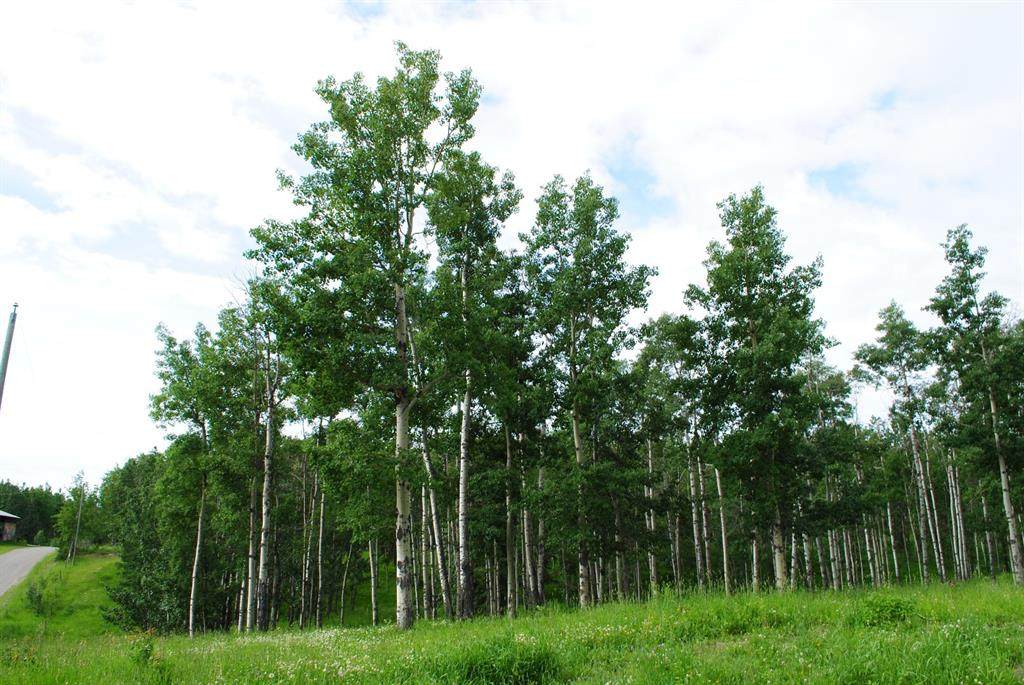 10-31048 Range Road 50 - Photo 1