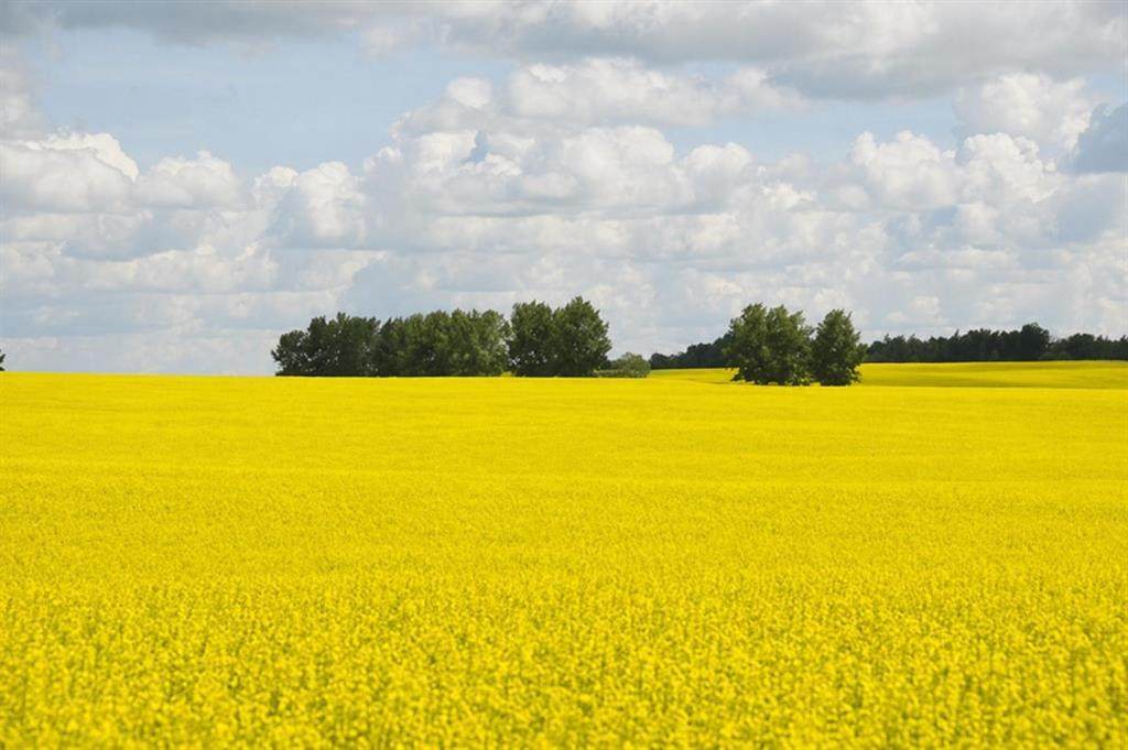 https://bt-photos.global.ssl.fastly.net/calgary/orig_boomver_1_A2306745-2.jpg