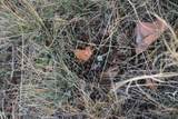 Tract B-4 Broad Axe Rd - Photo 17