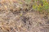 2 Hawk Ridge - Photo 33