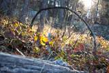 000 Bear Lodge Rd - Photo 37
