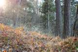 000 Bear Lodge Rd - Photo 38