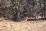 000 Bear Lodge Rd - Photo 47