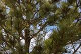 Tract C-2 Broad Axe Rd - Photo 11