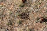 Tract C-3 Broad Axe Rd - Photo 5
