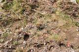 Tract D-1 Broad Axe Rd - Photo 17