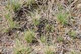 Tract D-1 Broad Axe Rd - Photo 9