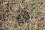 Tract D-2 Broad Axe Rd - Photo 13