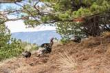 7 Hawk Ridge - Photo 60