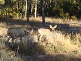 201 Quarry  Road - Photo 45