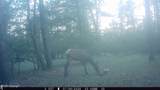 Tract 23 Pack Saddle Trail - Photo 36