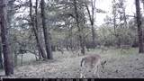 Tract 23 Pack Saddle Trail - Photo 39