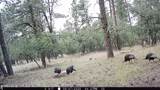 Tract 23 Pack Saddle Trail - Photo 44