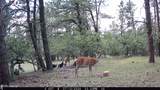 Tract 23 Pack Saddle Trail - Photo 42