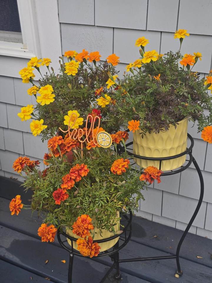 https://bt-photos.global.ssl.fastly.net/capecod/1280_boomver_1_22601382-2.jpg