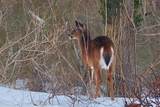 14 Bambi Way - Photo 59