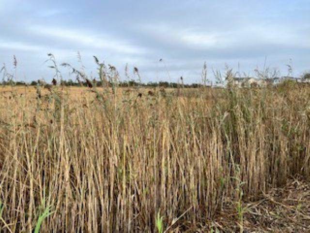  Memphis Avenue - Photo 1