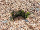 851 Bald Mountain Road - Photo 29