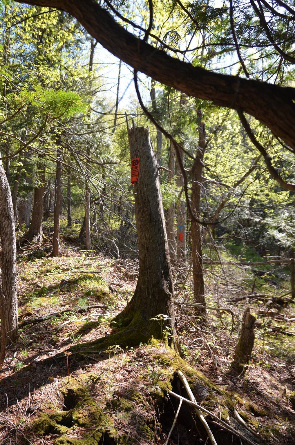 0 Trout Pond Rd - Photo 1