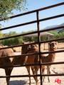 38831 Pauba Rd - Photo 47