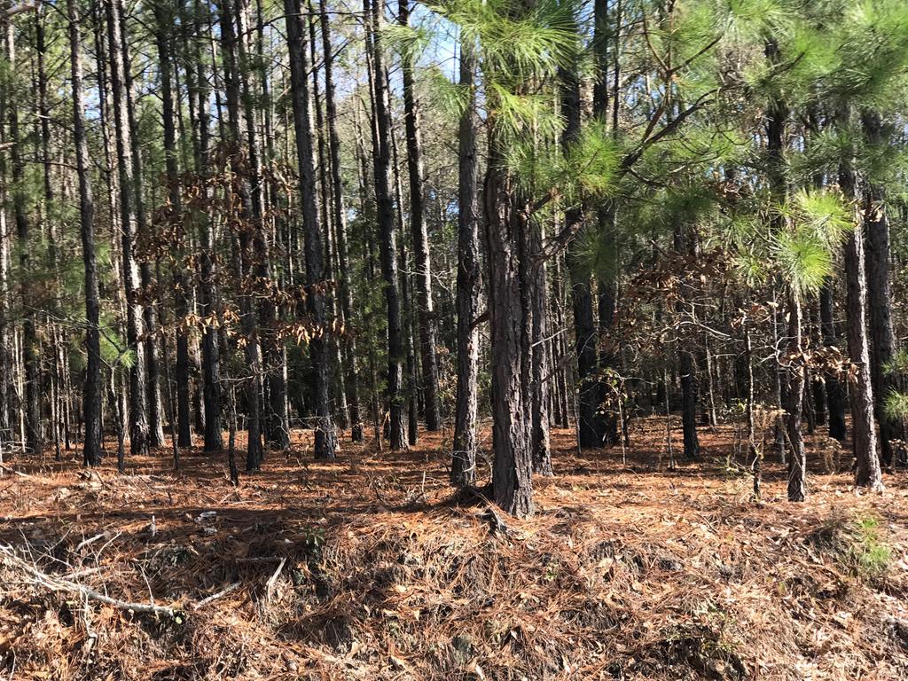 000 Gun Club Road - Photo 1