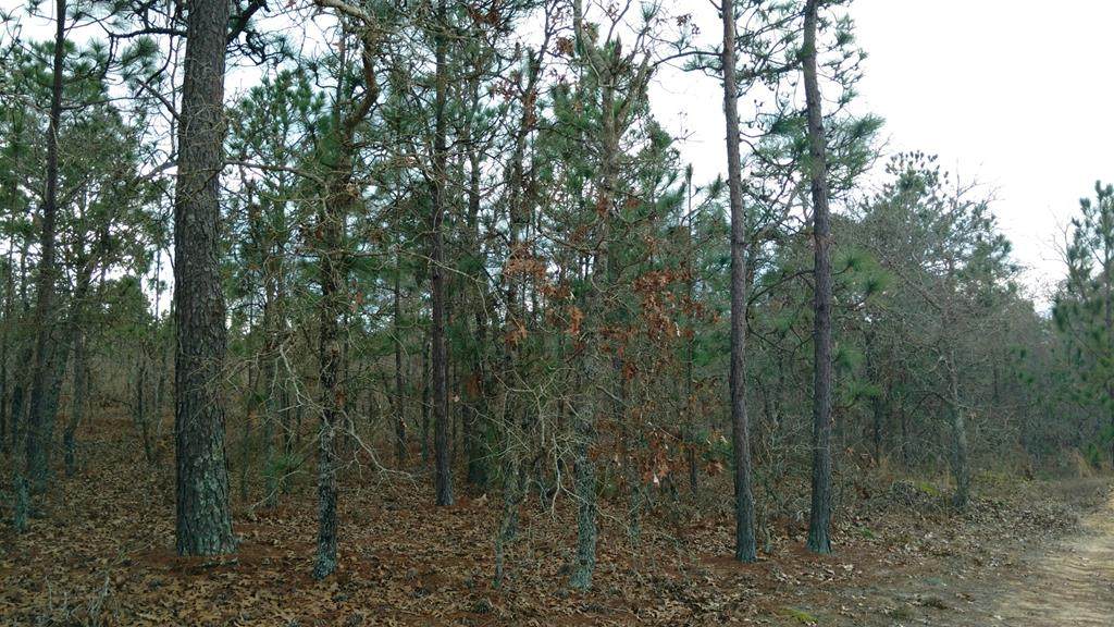 0 Highway 127 - Photo 1