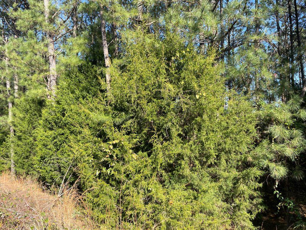 Lot 35 Mobley Road - Photo 1