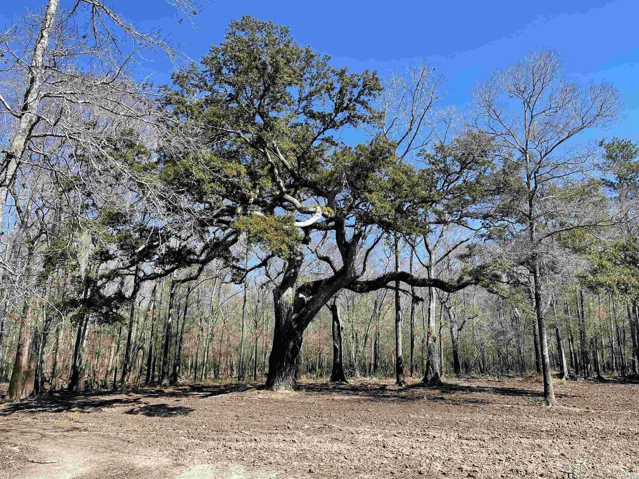 TBD Waccamaw Ln. - Photo 1