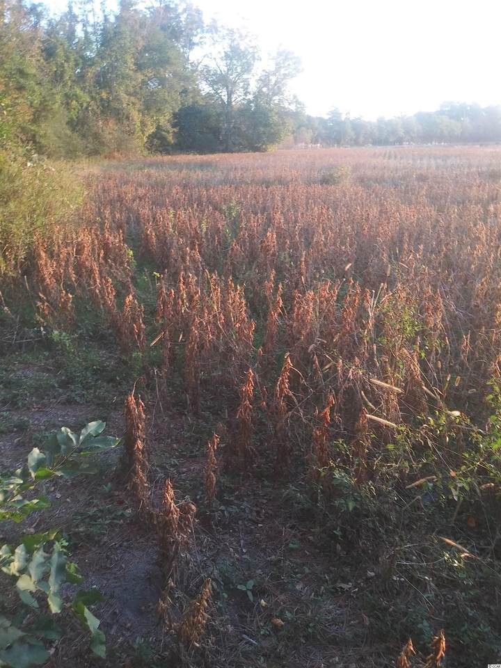 Lot 4 Miller Rd. - Photo 1