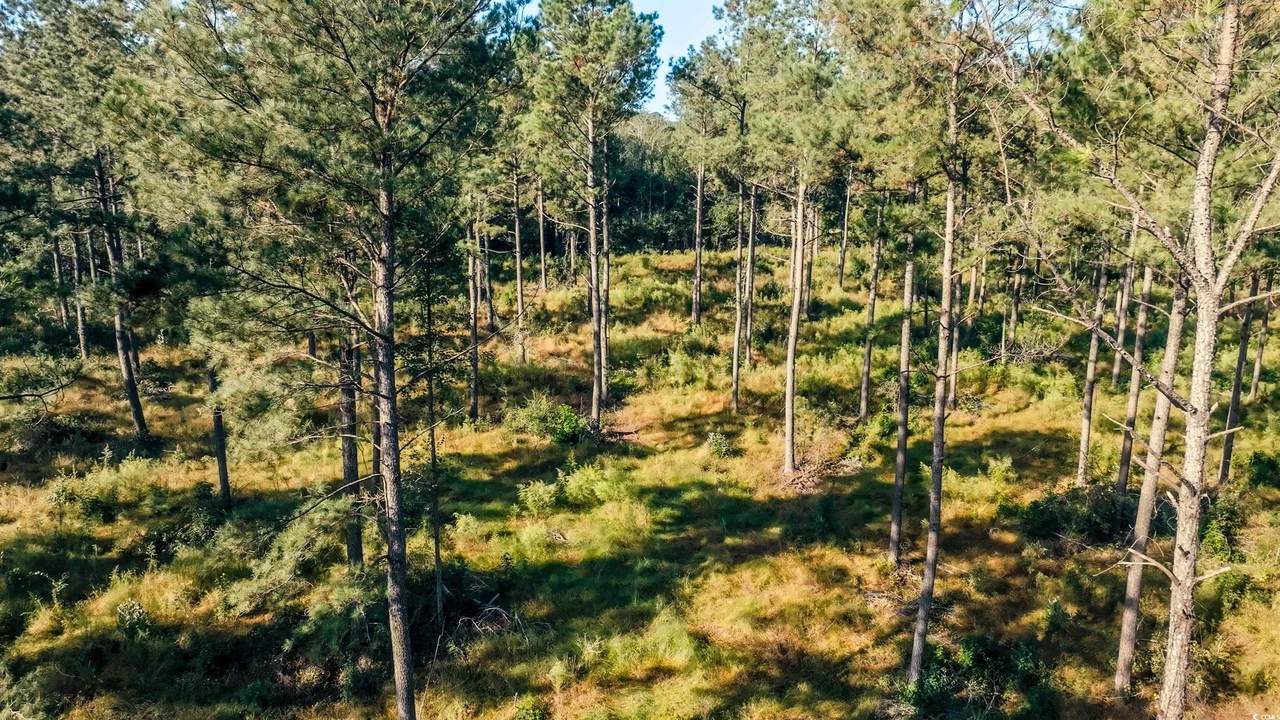 TBD Terrell's Bay Rd. - Photo 1