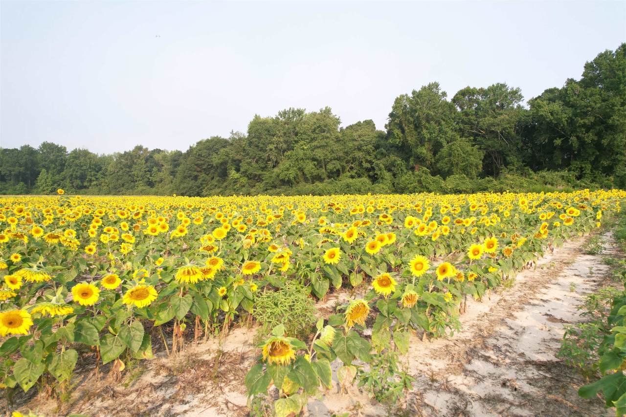 17.74 Acres - Deerfield Rd. - Photo 1