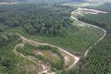 97.83 Acres-TBD Sugar Hill Fox Rd. - Photo 3