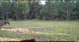 57.40 Acres-TBD Cades Rd. - Photo 21