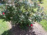 78 A J Lane - Photo 72