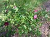 78 A J Lane - Photo 76