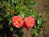 78 A J Lane - Photo 84