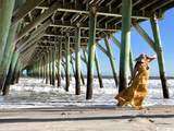1819 Ocean Blvd. N - Photo 40