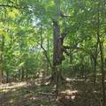 6142 Hwy 252 - Photo 5