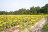 17.74 Acres - Deerfield Rd. - Photo 1
