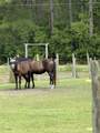 4224 Horse Pen Bay Rd. - Photo 26
